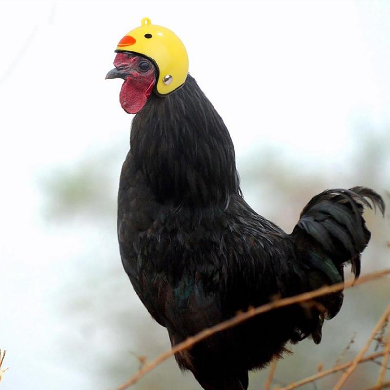 Product Introduction of Funny Chicken Helmet Small Bird Duck Quail Hard Hat Headgear Prevent The Chicken From Smash Protect for Hens Head Small Pet Clothing 10