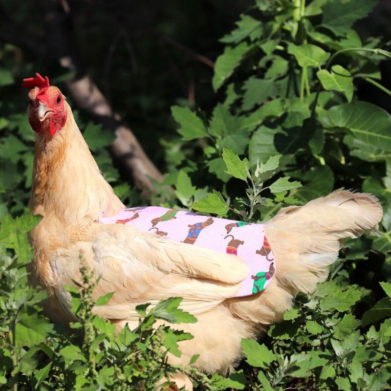 Product Introduction of Waterproof funny pet products hen feather protective cover 8