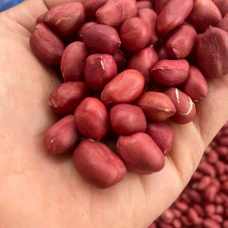 Combo 5 kg Lạc đỏ Food lạc mới ngọt ngậy thơm ngon giàu dinh dưỡng món ăn vặt cho mọi gia đình