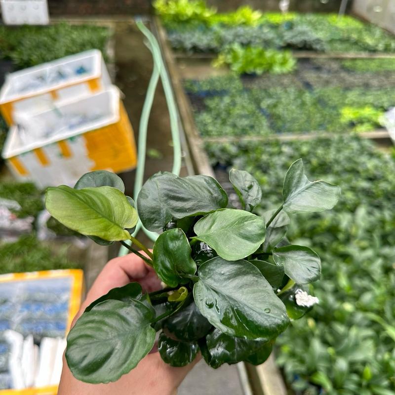 Ráy lá tròn . Cây thuỷ sinh dùng để trang trí bể cá bể thuỷ sinh