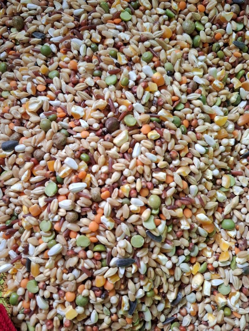 Product Introduction of 5kg Ngũ Cốc Gà 15 Hạt,Không Cám( Tặng Cám Cỏ Linh Lăng) 2