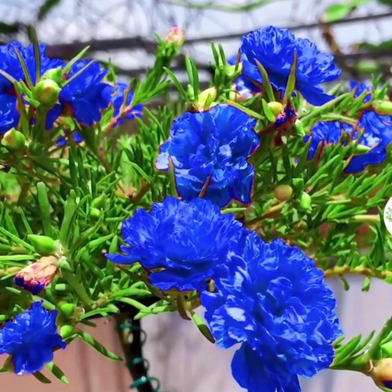 Hạt giống hoa mười giờ mau xanhh hat giong