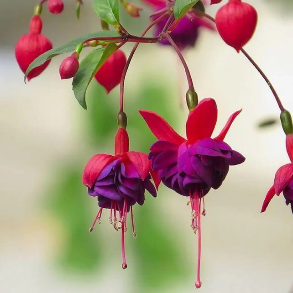 NIA 100Pcs/Bag Full of Vitality Fuchsia Seeds for Home Fast Growing Fuchsia Hybrida Seeds Full Sun