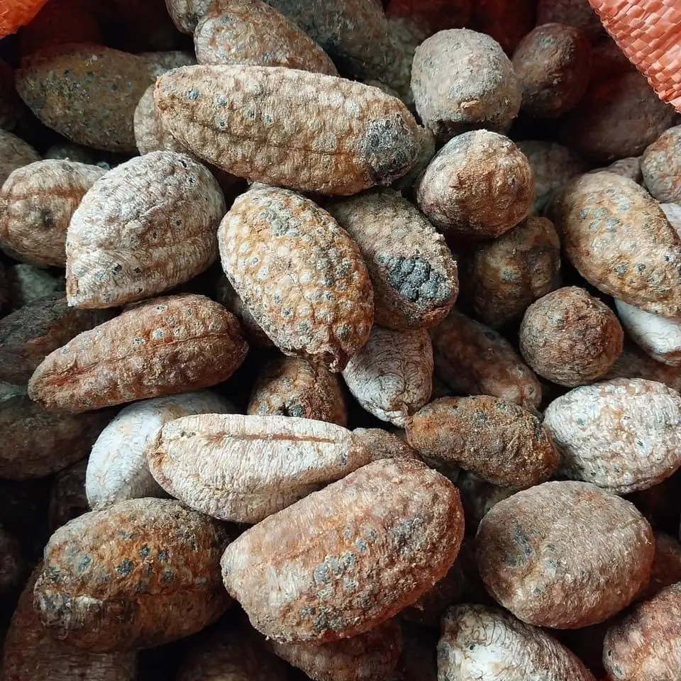 Chuối rừng quả chín cây