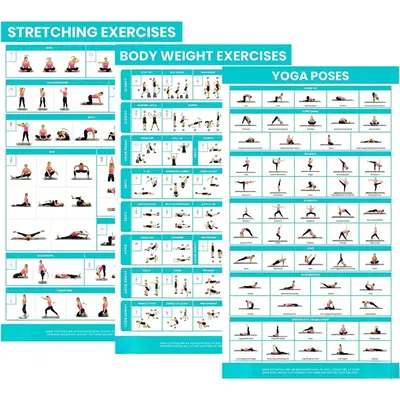Fitnus Chart Series Exercise & Muscle Guide-male 24x36 Men Fitnus ...