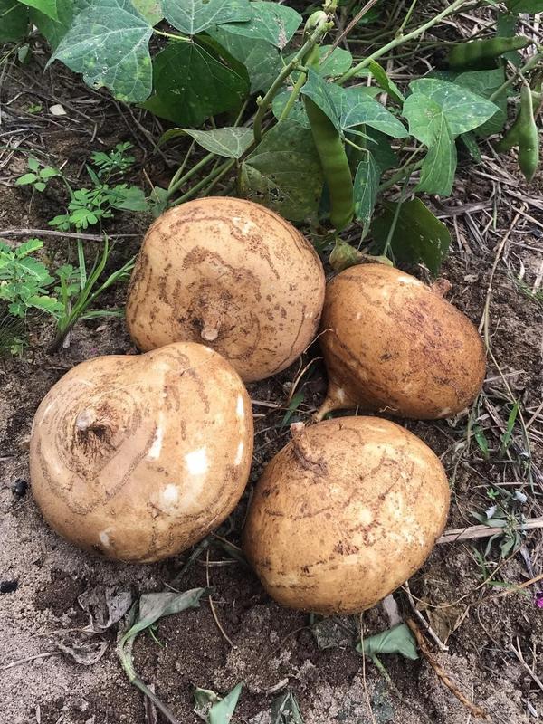 5 Gram Hạt giống củ sắn, củ Đậu trồng quanh năm