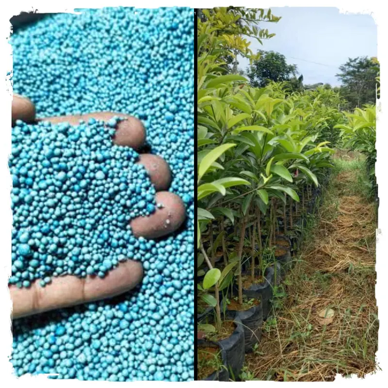 NPK 100 gram untuk swo mnila 0