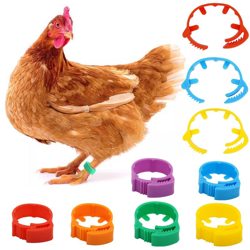 Chicken Rings Coloured 50PCS/100PCS Adjustable Chicken Foot Rings 6 Colors Inner Diameter Size ...