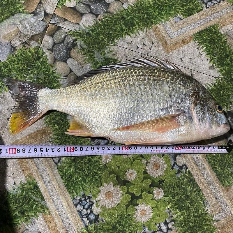Mồi bột Ikada , iso chuyên Tráp , Hanh, rìa, bagai, cá song Fishing 4