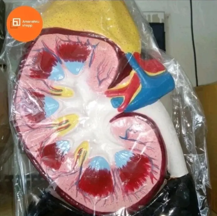 Torso Model Ginjal Manusia