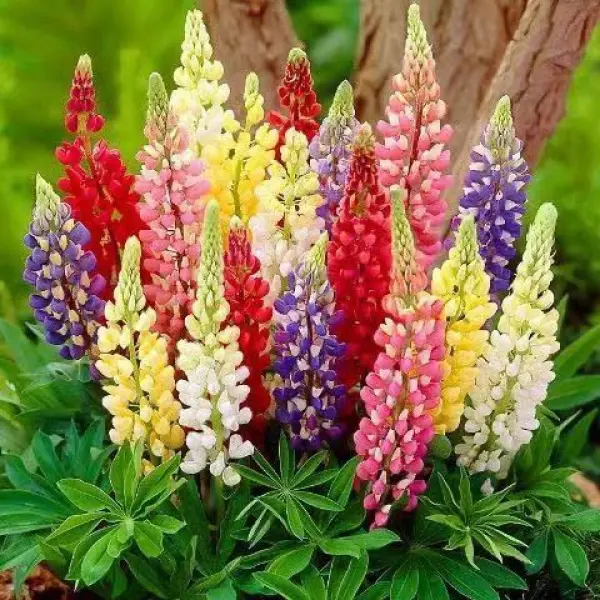 Lupin Seeds Perennial Flower Seeds Courtyard Balcony Flower Potted Easy to Grow