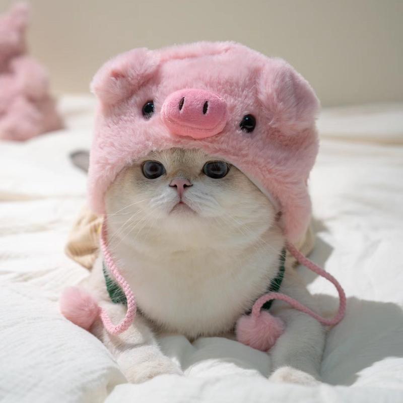 Product Introduction of Funny Pet Costumes: Starfish, Bream, Pig, Chicken, Bear, Panda Headbands for Cats & Dogs 6