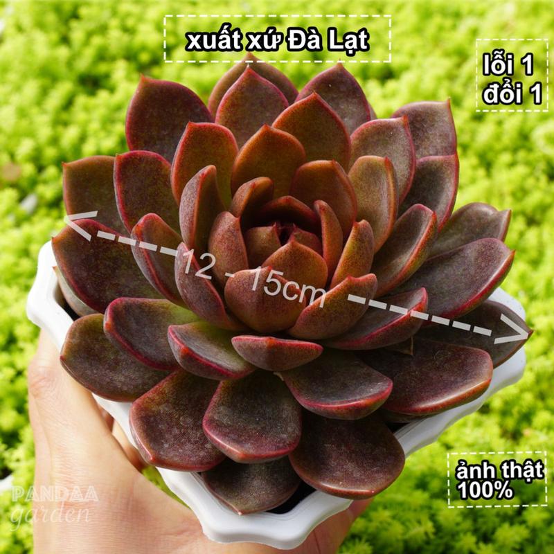 Sen Đá Black Queen Size Đại 12 - 15cm Kèm Chậu, Sen Đá Vườn PANDAA GARDEN Xứ Đà Lạt Thuần Chủng Thích Nghi Mọi Khí Hậu, Lỗi 1 Đổi 1