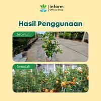 Gambar INFARM - Pupuk Anggur Pupuk Organik Cair Tanaman Buah / Bunga 1L POC Kompos Pupuk Tanaman Cair Pupuk Buah Anggur Pelebat Buah Tidak Mudah Rontok Pupuk Organik Cair 1 Liter Tanaman Cepat Berbuah Rasa Manis Buah Lebat Buah Cepat Matang Buah Cepat Panen dari Infarm Kota Surabaya 5 Tokopedia