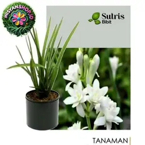 Bisa COD Tanaman hias bunga sedap malam Pasti Hemat wangi