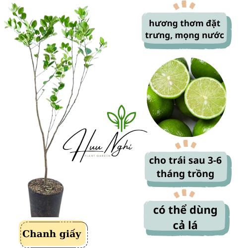 Cây giống Chanh giấy, chanh ta, chanh Sài Gòn, cây chanh giấy