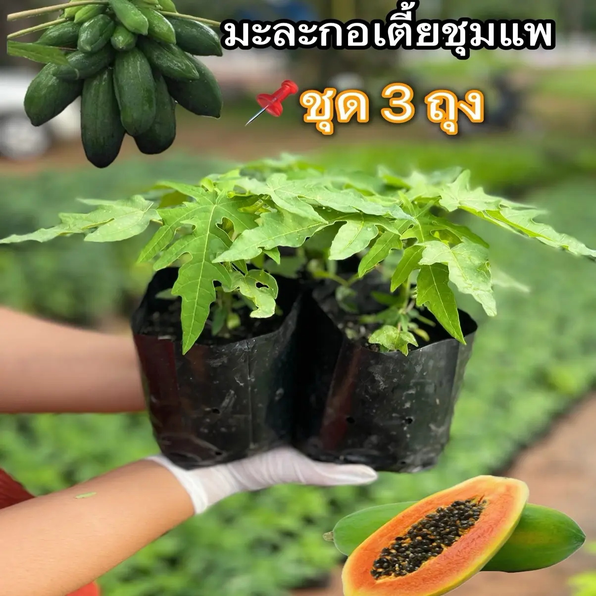 ต้นมะละกอเตี้ยชุมแพ (ชุด 3 ต้น)