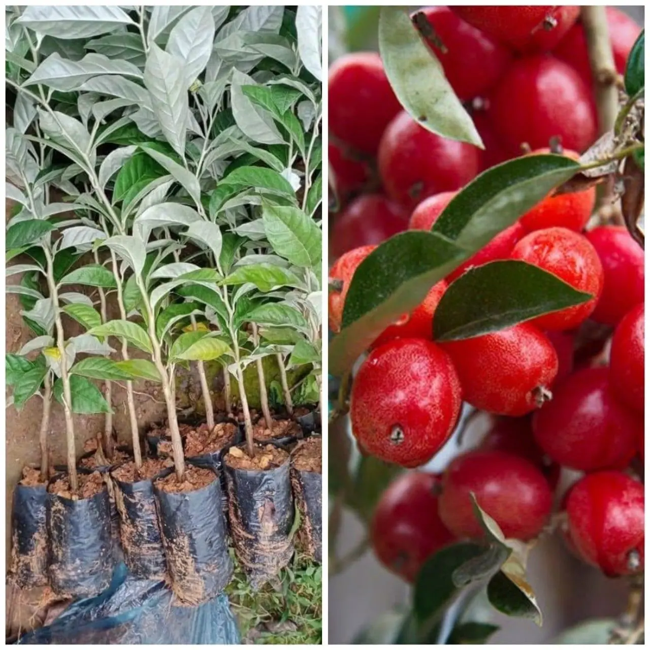 ( Nông Nghiệp Xanh ) Cây Nhót Siêu Ngọt