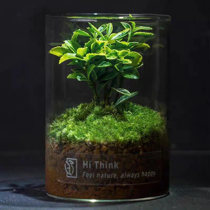Chậu cây hoàng kim mini làm tiểu cảnh, terrarium, bán cạn 7
