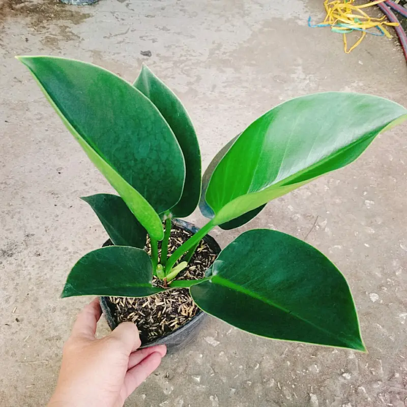 Trầu Bà Đế Vương Xanh - cây cảnh để bàn 2