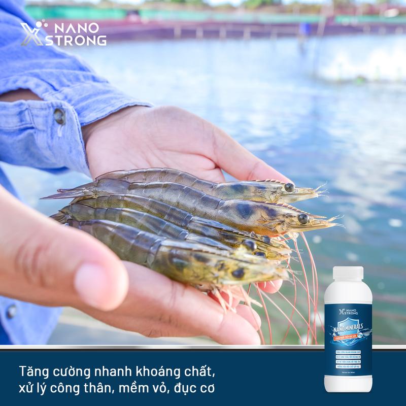 Product Introduction of Nano khoáng (nano minerals) Nano Xstrong - bổ sung khoáng, xử lý cong thân, mềm vỏ, đục cơ 1000mL 3