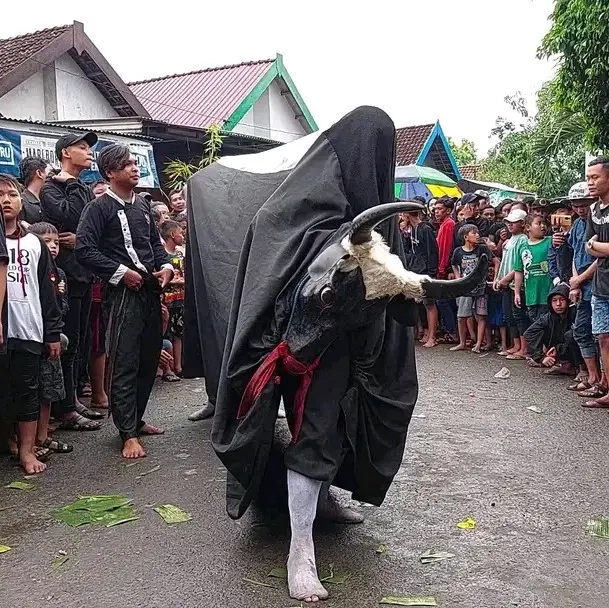 Banteng Pentas Kayu Pilihan Tanduk Sapi Pilihan 1 ½ ki - Asli, Hadiah, Toys