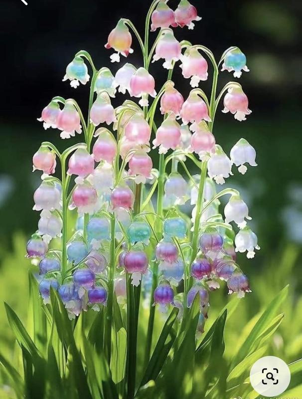 Combo MUA 3 TẶNG 1 -> Hạt giống hoa Linh lan mix màu TRỒNG TẾT CỰC ĐẸP hạt giống dễ lên mầm