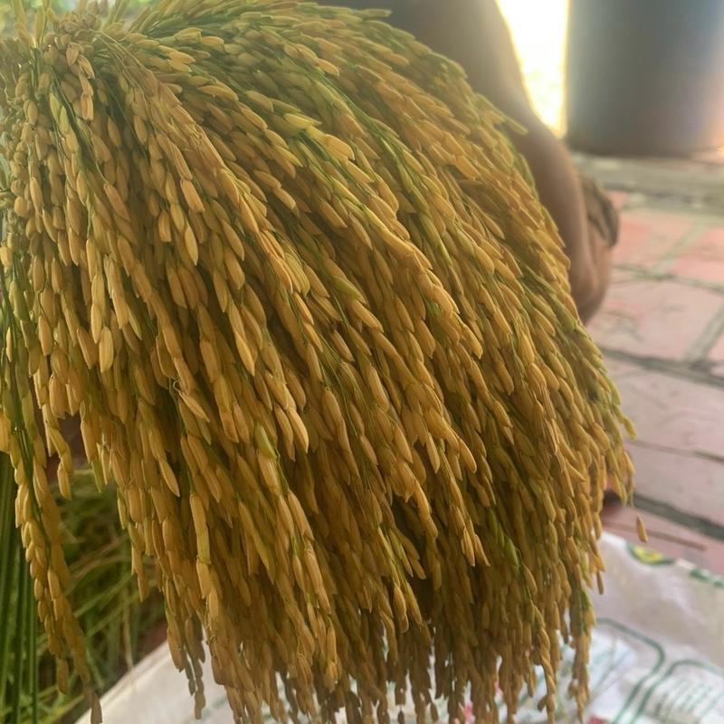 Vô gạo chín chắc to hạt ( Argoplus Organic A) phân  bón lp phân bón hữu cơ sử dụng 2 chai/ ha 2