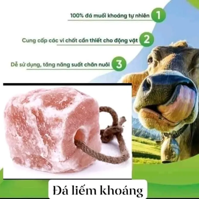 Đá muối khoáng Hymalaya chuyên dùng cho Trâu,bò,dê,ngựa,cừu... có dây 5