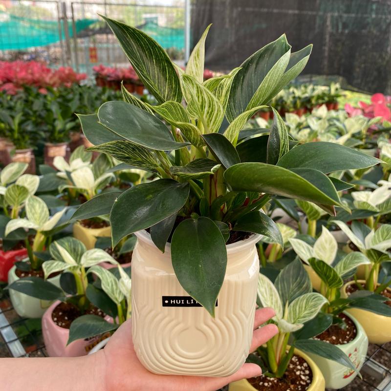 Cây Đế Vương Kim Cương Thuỷ Sinh trang trí Để Bàn-Cây Phong Thuỷ, Cây Cảnh mini,cây giống 1