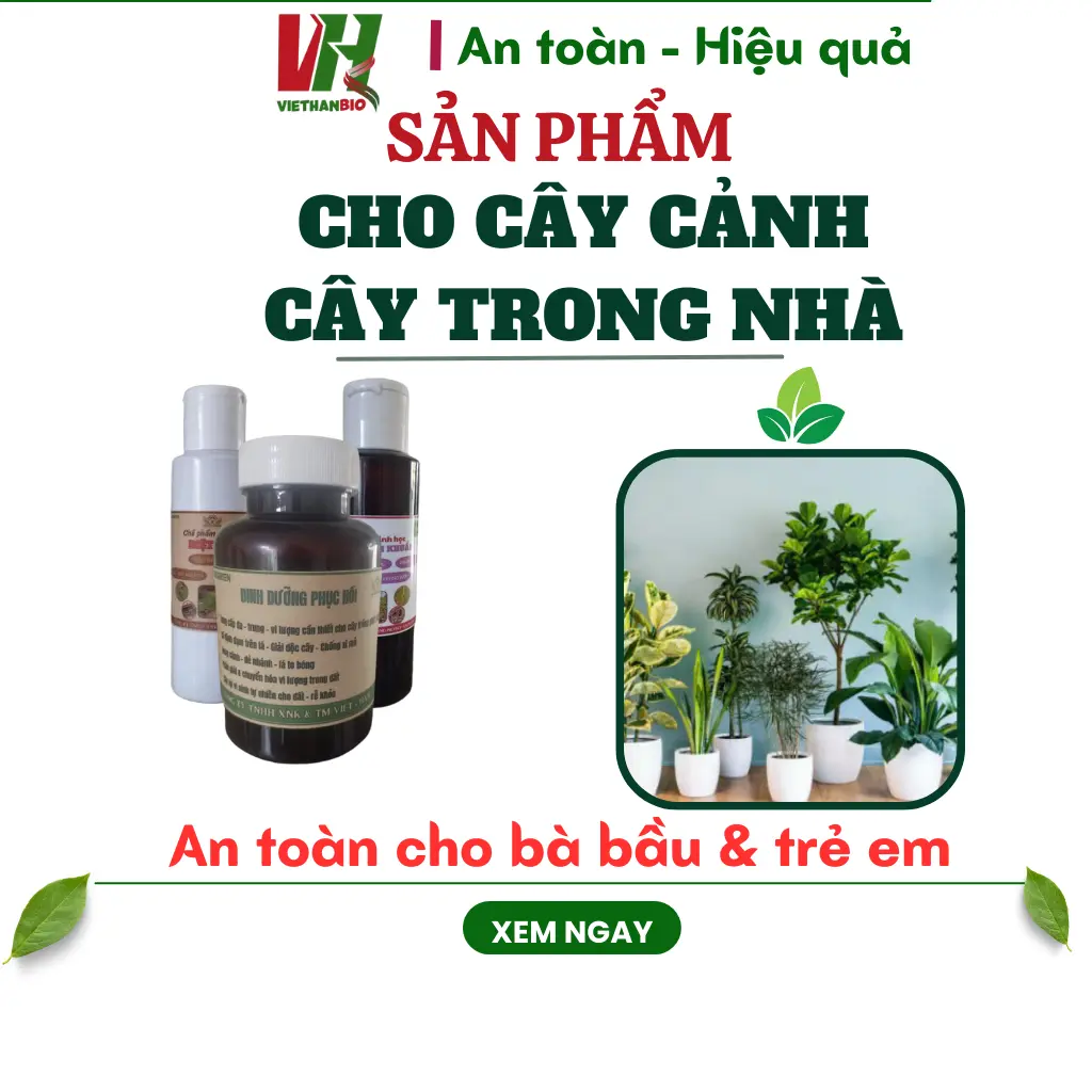 Phân bón cây cảnh, cây trồng trong nhà Biogreen chăm sóc và bảo vệ cây luôn khỏe mạnh phát triển tốt