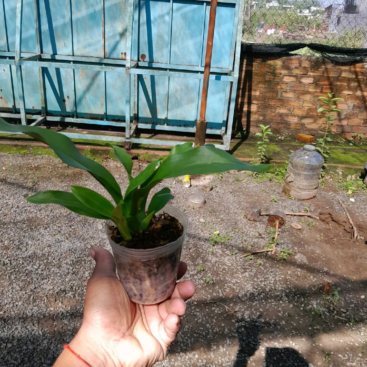 lan hoàng hậu xanh cốm là một loại lan đa thân củ to dễ trồng rể nhiều