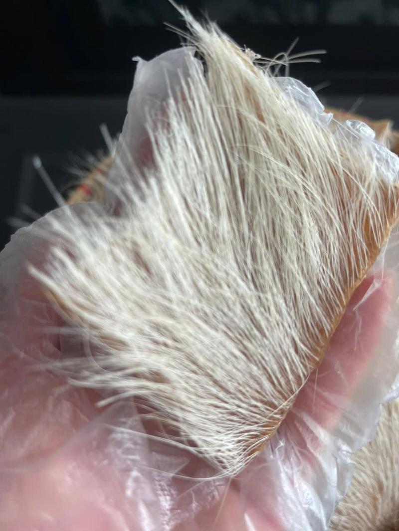 Product Introduction of Da trâu trắng ( trâu cò, trâu bạch) đã phơi khô, còn lông 0