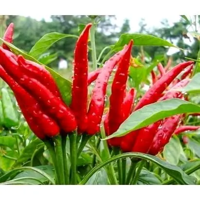 [Các loại] Hạt giống ớt các loại thương hiệu uy tín 7