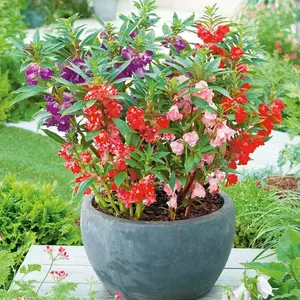 20 BUTIR BIJI / BENIH BUNGA PACAR AIR IMPATIENS BALSAMINA MIXED COLOR