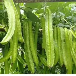 BENIH/BIJI KECIPIR HIJAU (50 butir)