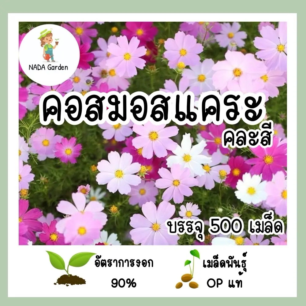 เมล็ดพันธุ์ คอสมอสแคระคละสี 500เมล็ด เมล็ดพันธุ์ OPแท้