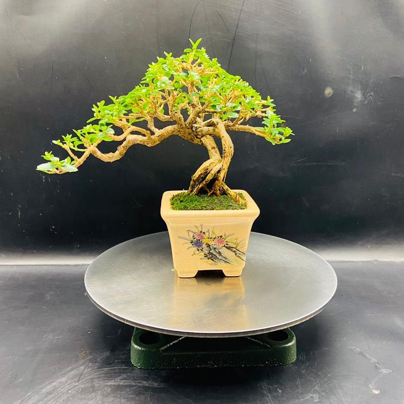  Bàn xoay bonsai cây cảnh mini mặt INOX 15cm tải 200kg. 15N 