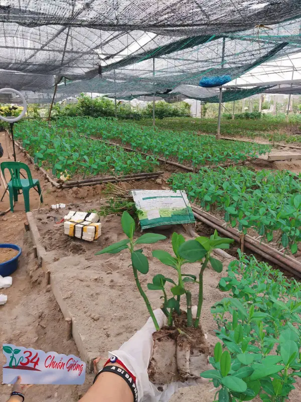 8 bầu cây CÂY THẠCH ANH (LÁ DẦY). Loại trưởng thành, trồng vườn, chậu, ban công, sân thượng, hữu cơ, dược tính cao, chuyên về U.N.G T.H. h.ọng và ức chế tế bào U.N.G T.H.U giống 3