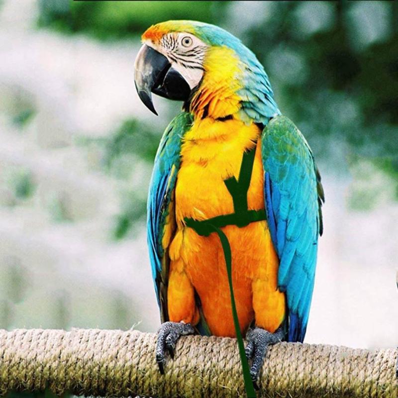 Outdoor Parrot Bird Leash Adjustable Harness Training Rope Anti Bite Flying Band Soft comfortable Parrot Leash bird accessories 1