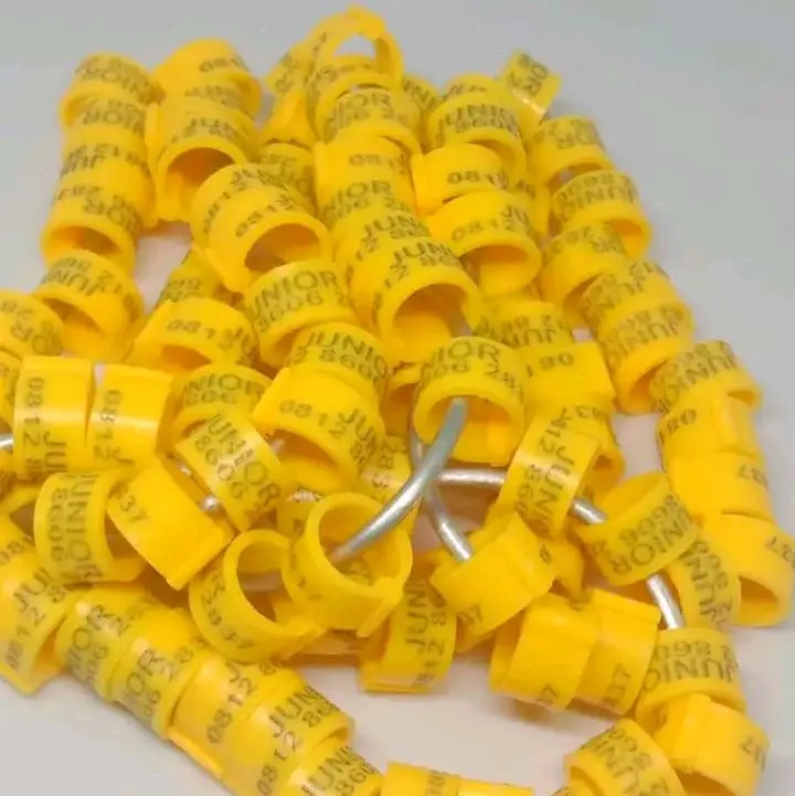RING KLIP HANYA UNTUK MERPATI DAN PUTER 0