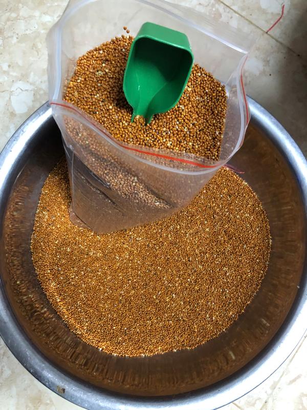 HẠT KÊ ĐỎ 3kg Dùng cho chim cu gáy, vẹt, chuột hamster, ,.... Hạt to, sạch, đẹp. hình ảnh và video sản phẩm do shop tự chụp, không chỉnh sửa