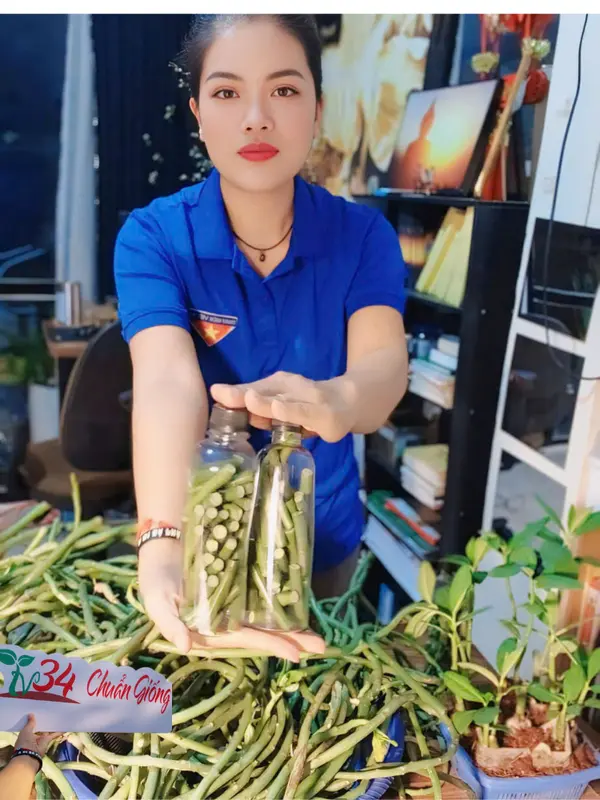 8 bầu cây CÂY THẠCH ANH (LÁ DẦY). Loại trưởng thành, trồng vườn, chậu, ban công, sân thượng, hữu cơ, dược tính cao, chuyên về U.N.G T.H. h.ọng và ức chế tế bào U.N.G T.H.U giống 4