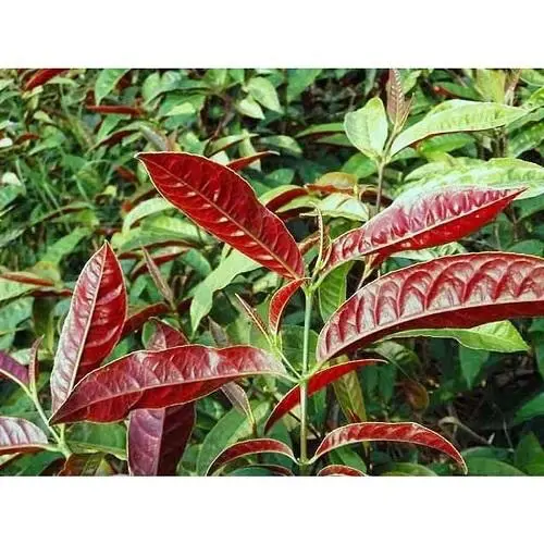 Cây Đơn Lá Đỏ - Giảm Mề Đay & Mẩn Ngứa, Lợi Tiểu & Giải Độc, Được Làm Cảnh Cao Cấp