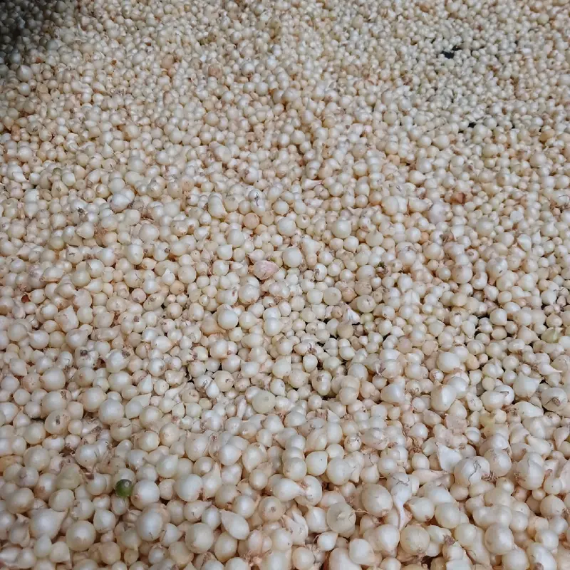 củ nén. củ hành tăm.  hành củ . loại trung (củ vừa +củ nhỏ).gia vị .thảo mộc .food 4