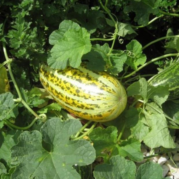 Hạt giống dưa gang - dưa bở cao sản giống khỏe năng suất cao PTP24