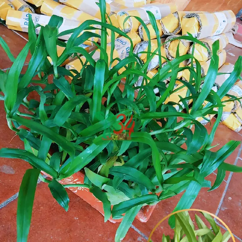 ba bầu,03 bầu LINH CHI THẢO rất nhiều cây thích hợp tách ra xử dụng,  nhân giống, cỏ dạ DẦY,  CỎ BAO TỬ- TỶ LỆ SỐNG 99% - Trồng chậu, thùng xốp, luống đất. 5