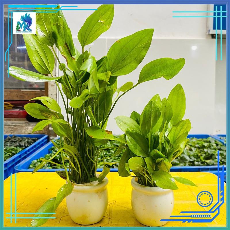 Lan nước, vẩy ốc xanh, chậu nhựa trang trí hồ cá, cây thuỷ sinh cắt cắm lá nước