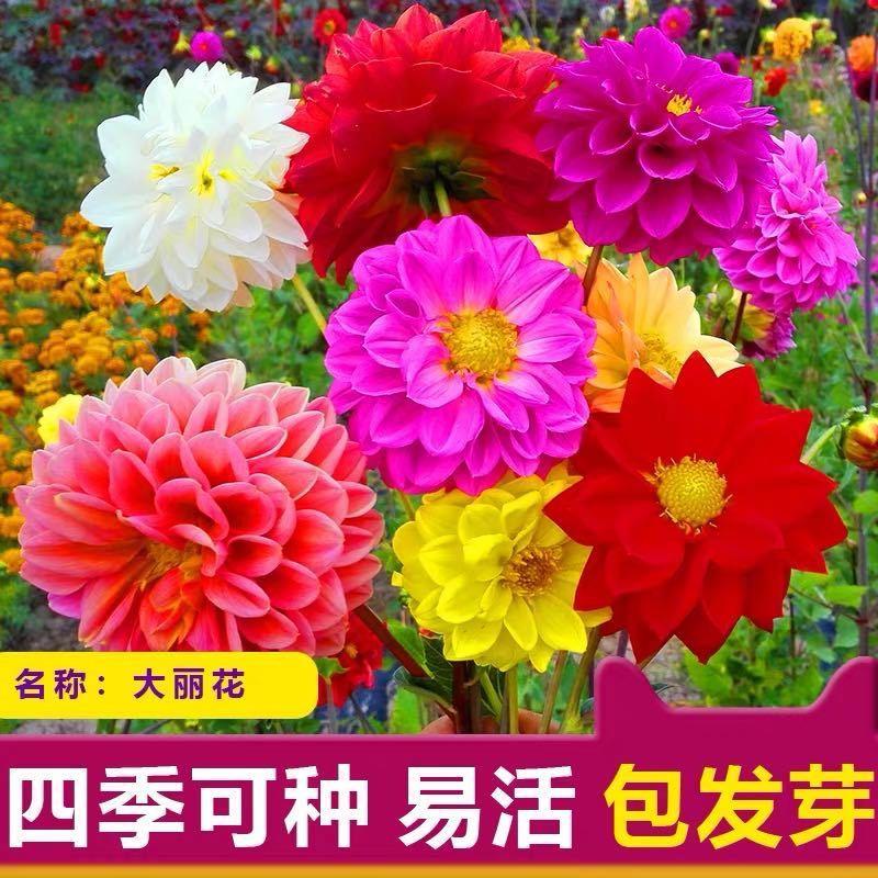 SG Stock 🍁50pack Imported Easy To Grow Perennial Sunflower Seeds Balcony Potted Garden Flowers🌹 5
