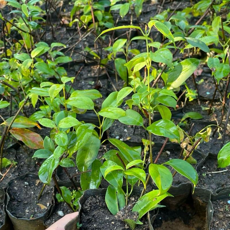 Giống Cây Lá Nồm,Lá Giang Cao 25-30cm Đặc Sản Canh Chua, Thịt Trâu Lá Lồm 3